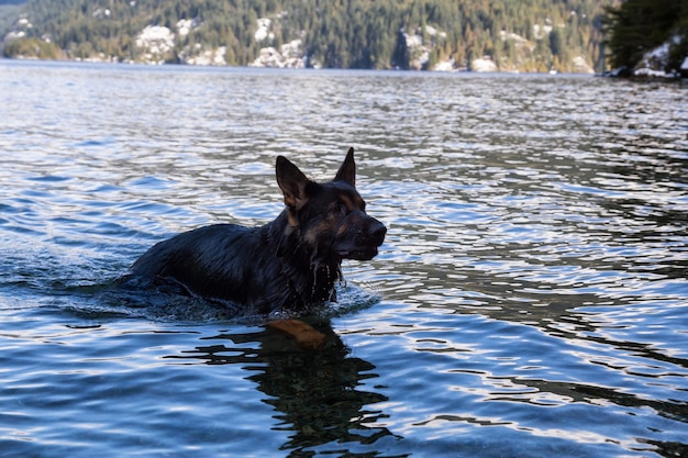 Czarny Pies Owczarek Niemiecki Bawiący Się W Wodzie Podczas Słonecznego Dnia