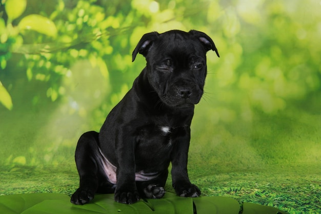 Czarny pies rasy American Staffordshire Bull Terrier lub szczeniak AmStaff na zielonym tle