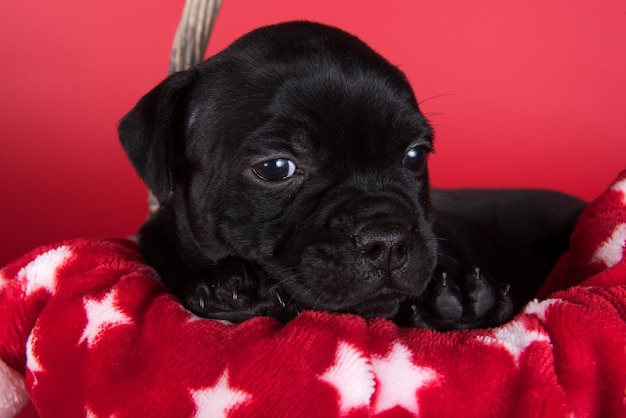 Czarny pies rasy American Staffordshire Terrier lub szczeniak AmStaff na czerwonym tle