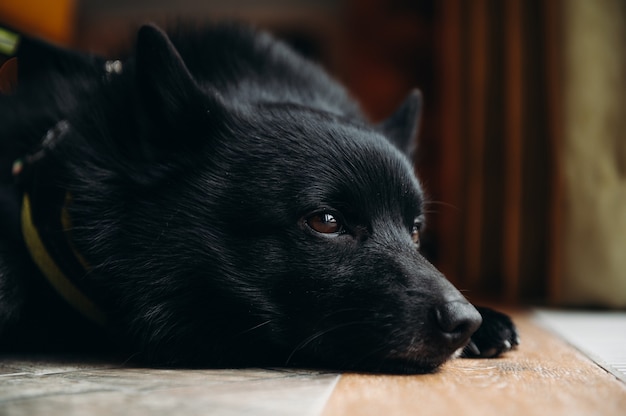 Czarny pies Schipperke na podłodze