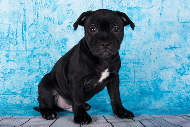 Czarny pies szczeniak rasy American Staffordshire Bull Terrier na niebieskim tle