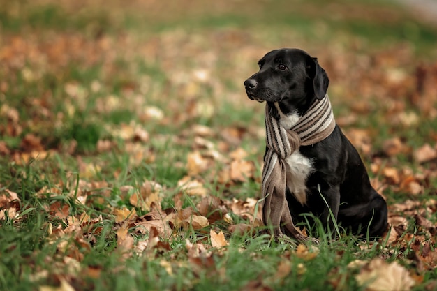 Zdjęcie czarny pies z długimi uszami siedzi na trawie i liściach ubrany w szalik