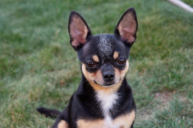 Czarny podpalany czystej krwi Chihuahua szczeniak stojący w trawie