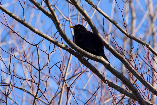 Czarny ptak siedzący na gałęzi drzewa na niebieskim tle.