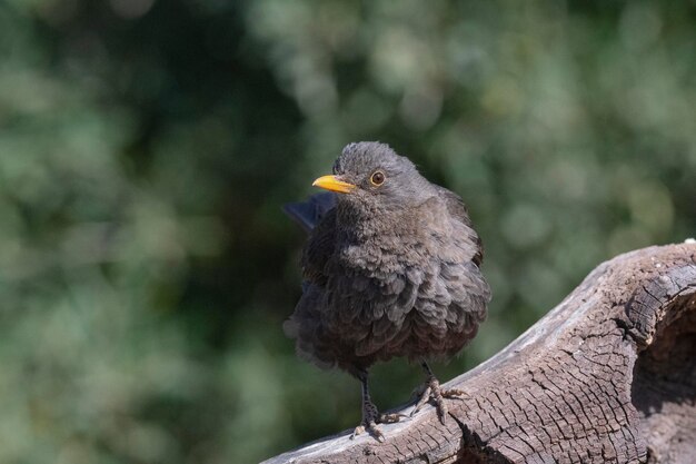 Czarny ptak Turdus merula Malaga Hiszpania