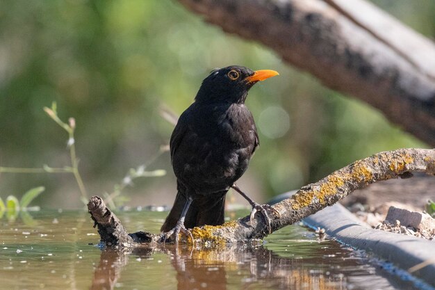 Czarny ptak Turdus merula Malaga Hiszpania