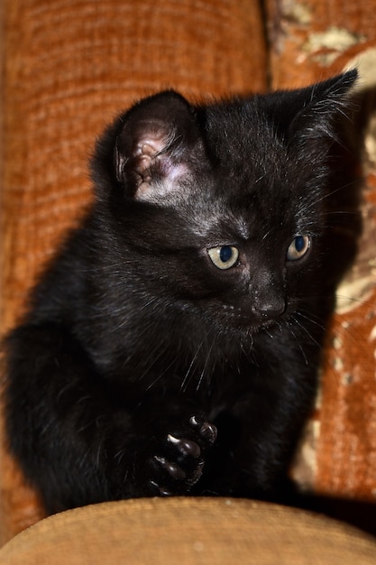 Czarny puszysty kotek w domu