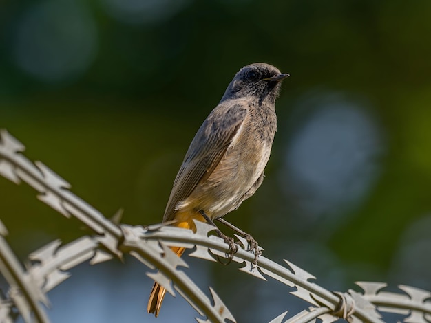 Zdjęcie czarny redstart siedzący na metalowym łańcuchu na jasnozielonym tle zdjęcie dzikiej przyrody