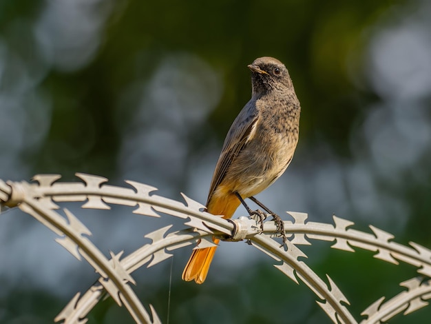 Czarny redstart siedzący na metalowym łańcuchu na jasnozielonym tle Zdjęcie dzikiej przyrody