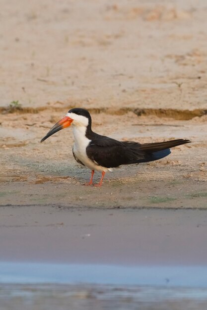 Czarny skimmer siedzący na brzegu rzeki Cuiaba Pantanal w Brazylii