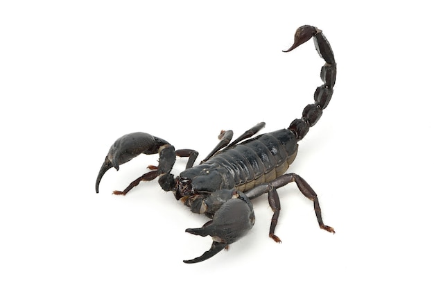 Zdjęcie czarny skorpion na białym tle
