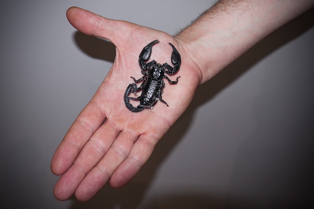 Czarny skorpion na zbliżeniu dłoni mężczyzny