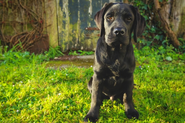 Czarny szczeniak Labrador na trawie. szczęśliwy pies siedzi w parku.