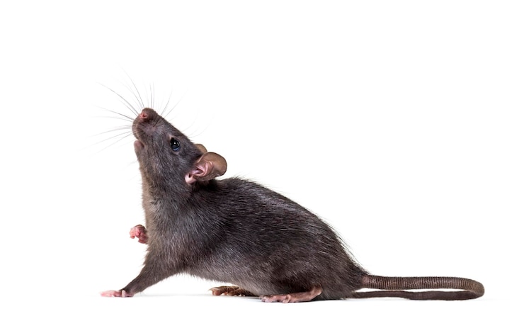 Zdjęcie czarny szczur rattus rattus przed białym tłem