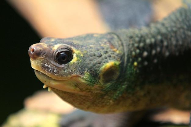 Czarny żółw Błotny Uśmiechający Się Terrapin Syjamski żółw świątynny To Między Innymi żółw Słodkowodny