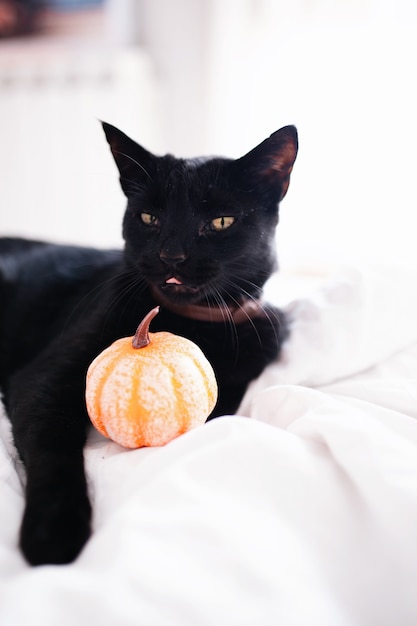 Czarownica nudny czarny kot i dynia na łóżku.