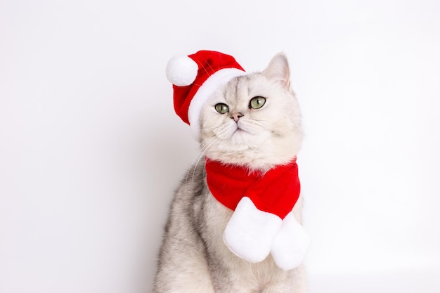 Czarujący biały kot siedzi w czerwonej czapce Świętego Mikołaja i czerwonym szalu.