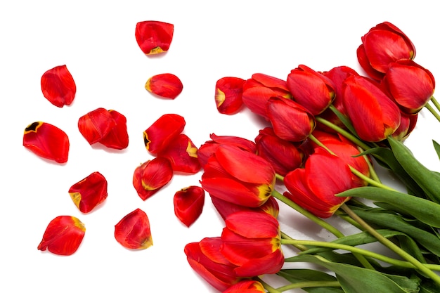Czas wiosenny Piękni czerwoni tulipany i rozrzuceni płatki na bielu. Widok z góry, leżał płasko.