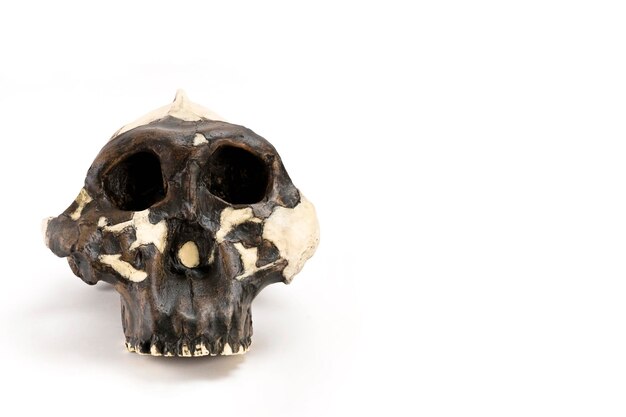 Zdjęcie czaszka prehistorycznego człowieka czaszka hominidów lub australopiteków na białym tle nauka