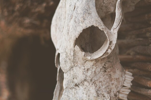 Zdjęcie czaszka ssaków w zatoce kości