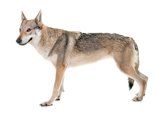 czechosłowacki pies wilk