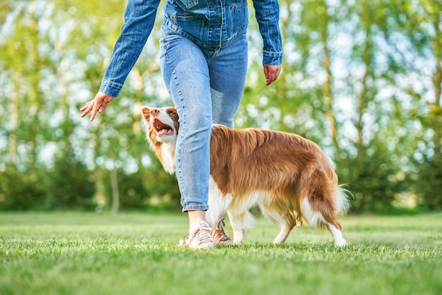 Czekoladowy Border Collie z białą właścicielką