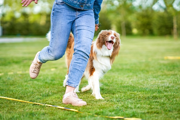 Czekoladowy Border Collie z białą właścicielką