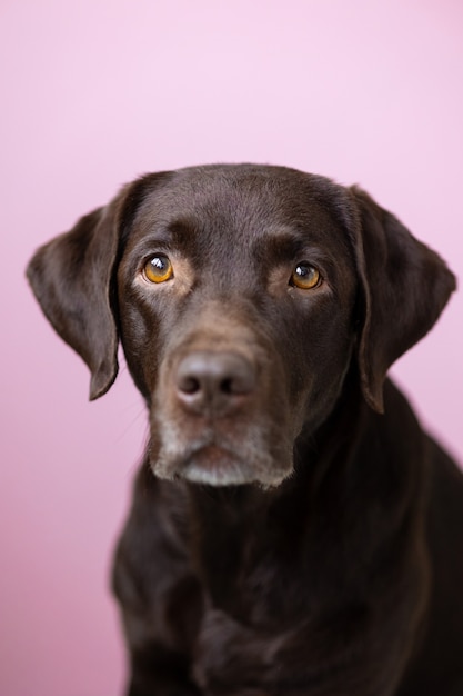 Czekoladowy labrador retriever patrzy w kamerę na różowym tle