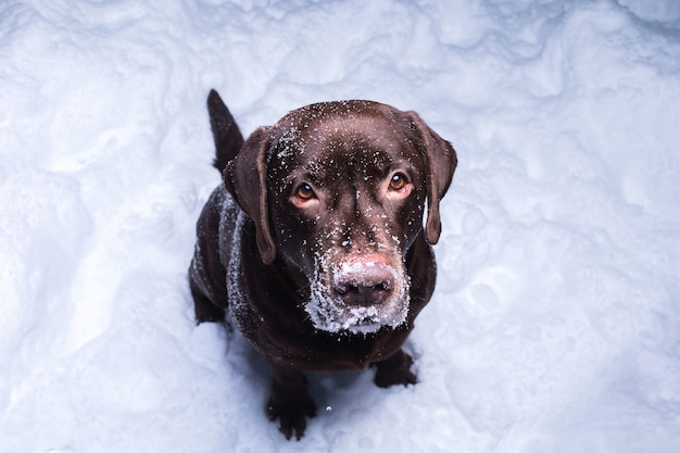 Czekoladowy Labrador Retriever Pies Siedzi Na śniegu