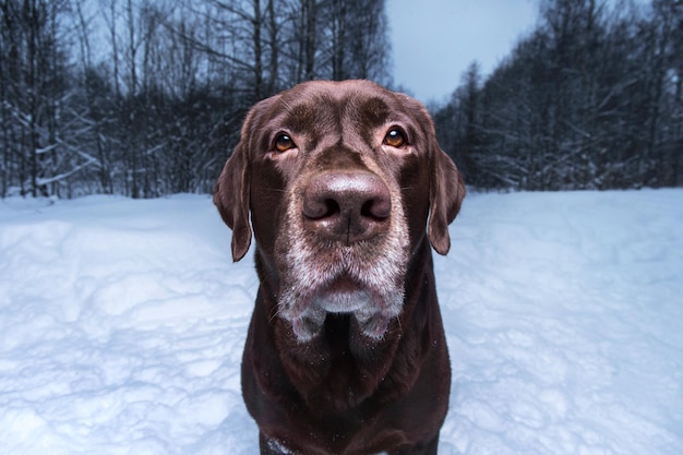 Czekoladowy labrador retriever pies stojący na śniegu