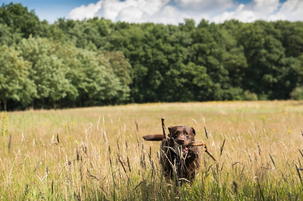 Czekoladowy labrador z kijem w ustach na polu przeciwko drzewom