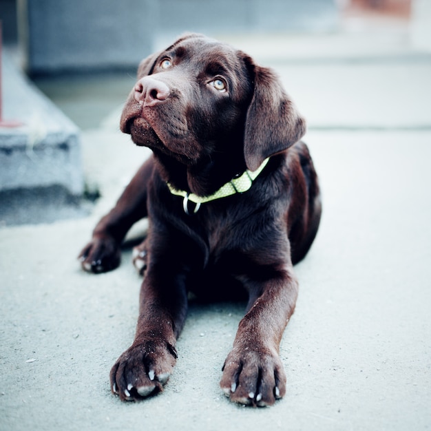 Czekoladowy młody Labrador retriever pies