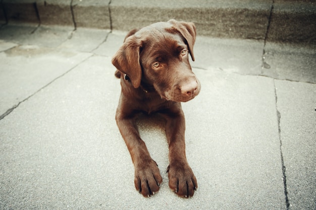 Czekoladowy młody pies labrador