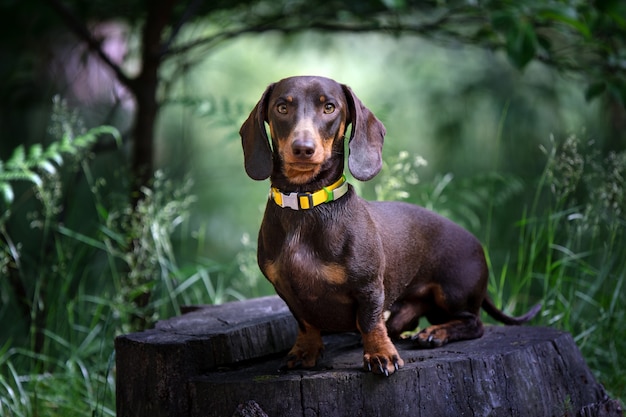 Czekoladowy pies jamnik w zielonym ogrodzie
