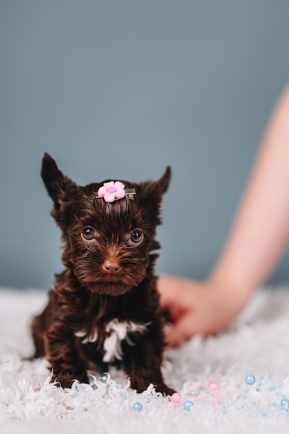 Czekoladowy Yorkshire Terrier siedzący z przestraszonymi oczami na niebieskim tle ze spinką do włosów różowym kwiatem