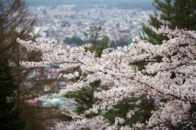 Czereśniowy okwitnięcie lub Sakura przy Kawaguchiko, Japonia