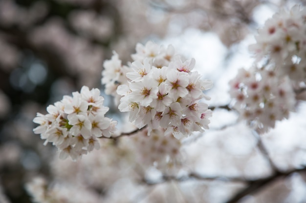 Czereśniowy okwitnięcie lub Sakura przy Kawaguchiko, Japonia