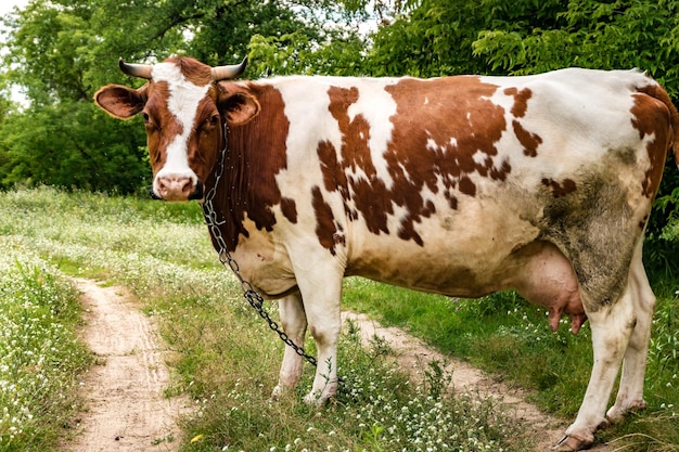 Czerwona biała krowa na polu w pobliżu chodnika
