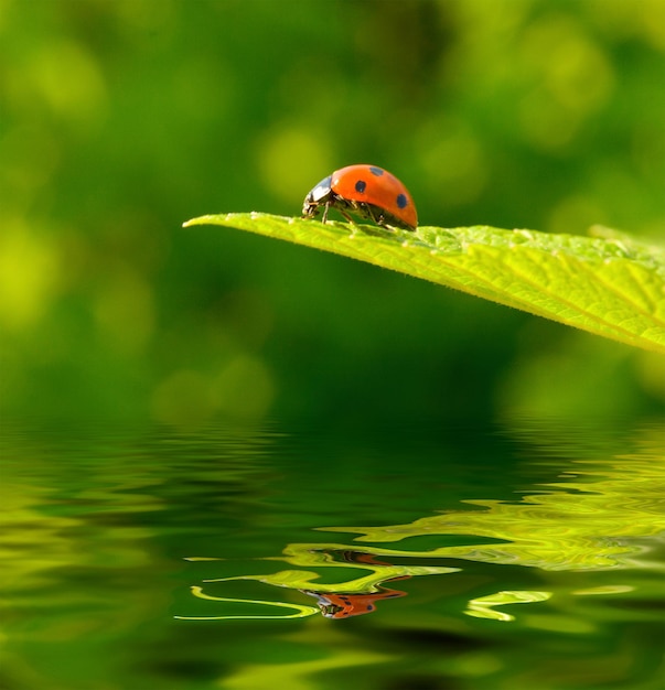 Czerwona biedronka Coccinella septempunctata na zielonym liściu