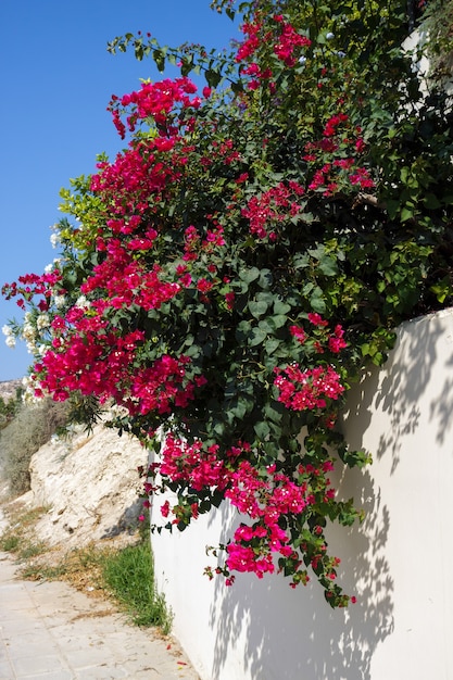 Czerwona bugenwilla (Bougainvillea glabra) Kwitnie na Cyprze