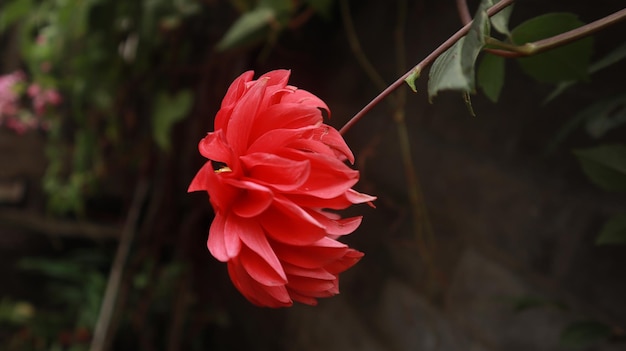 Czerwona Dalia Pinnata. Piękne tło z czerwonym kwiatem i zielonymi roślinami w parku