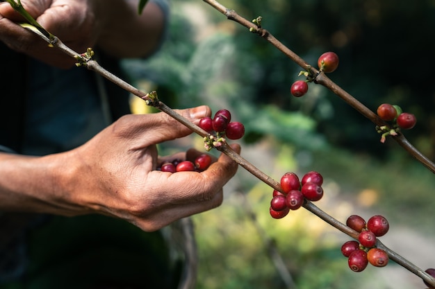 Czerwona Dojrzała Kawa Arabica Pod Okapem Drzew W Lesie, Ręcznie Zbieranie Kawy Rolnictwa