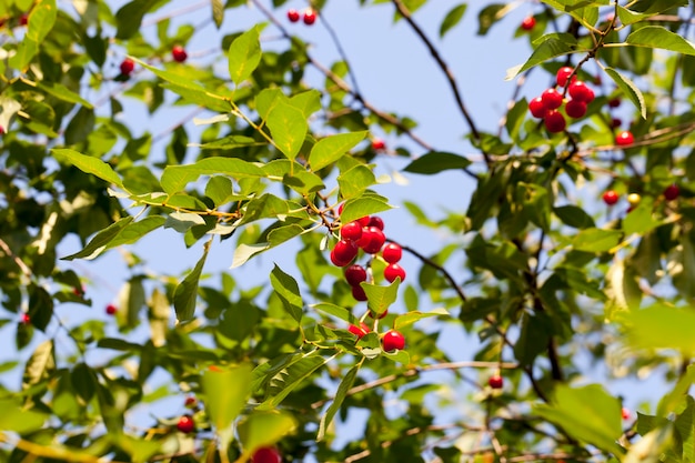 Czerwona dojrzała wiśnia na gałęziach wiśniowego drzewa owocowego