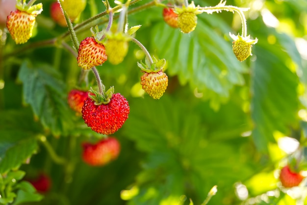 Czerwona Fragaria Lub Dzikie Truskawki, Rosnące Organiczne Dzikie Fragaria. Dojrzałe Jagody W Ogrodzie. Koncepcja naturalnej zdrowej żywności ekologicznej.