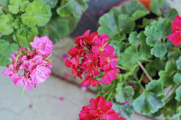 Zdjęcie czerwona geranium to popularna roślina na wiosnę.