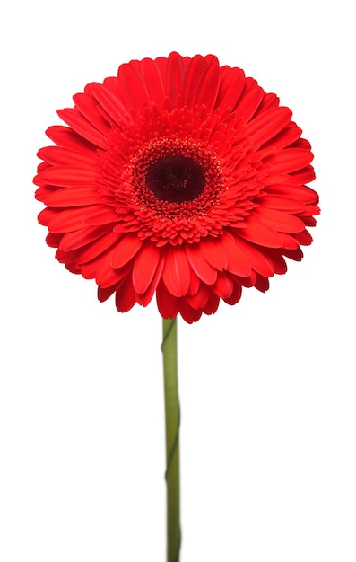 Czerwona gerbera głowa kwiat na białym tle Płaski widok z góry