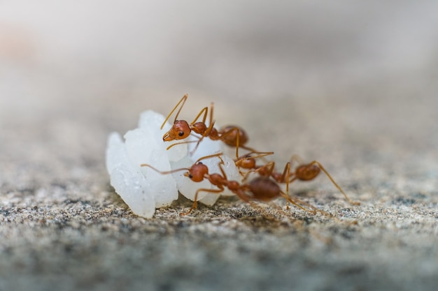 Czerwona importowana mrówka ogniowa Działanie mrówki ogniowej