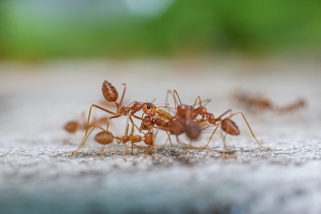 Czerwona importowana mrówka ogniowaDziałanie mrówki ogniowej