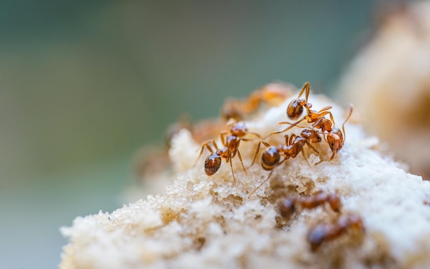 Zdjęcie czerwona importowana mrówka ogniowadziałanie mrówki ogniowej