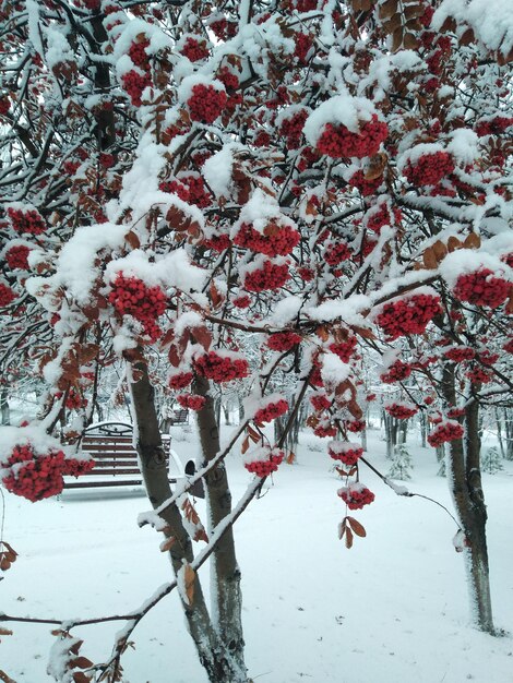 Czerwona jarzębina na śniegu